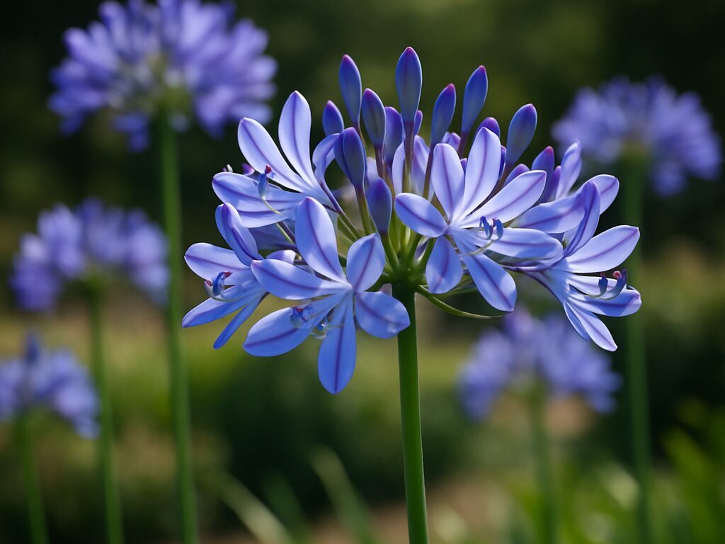 青いアガパンサスの花が咲く様子