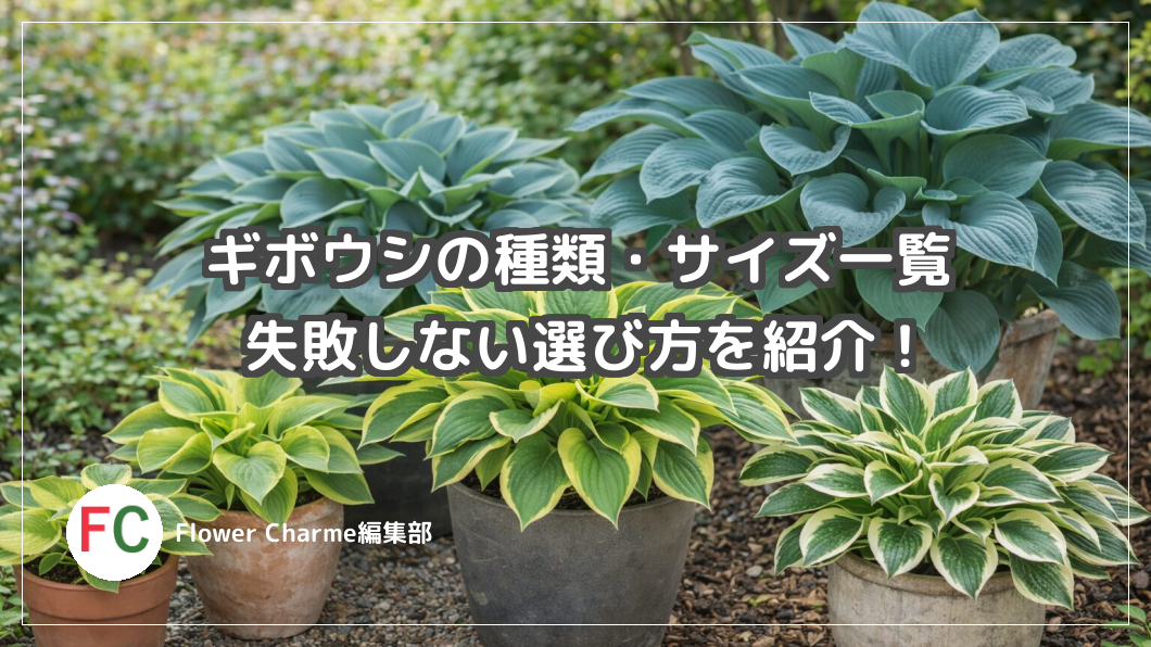 ギボウシの種類・サイズ一覧｜小型～大型まで失敗しない選び方を紹介