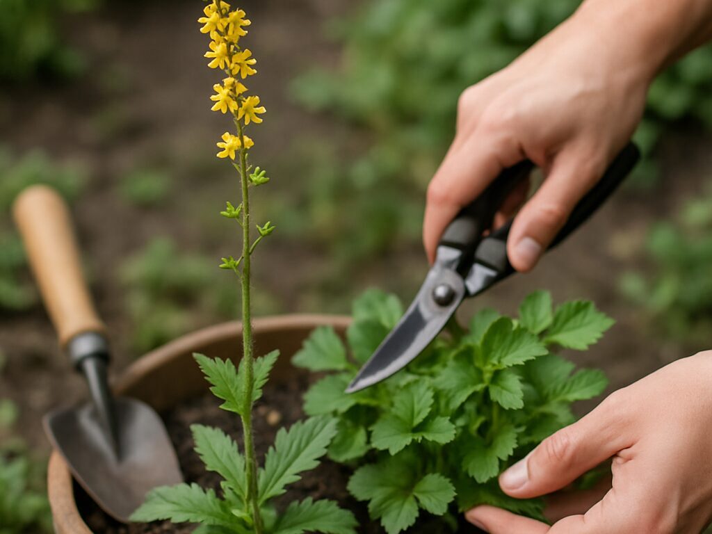 繁茂したキンミズヒキを間引き、花後のとげ状果実を摘んで増えすぎを抑える