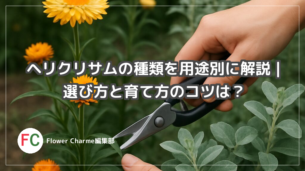 ヘリクリサムの種類を用途別に解説｜選び方と育て方のコツは？