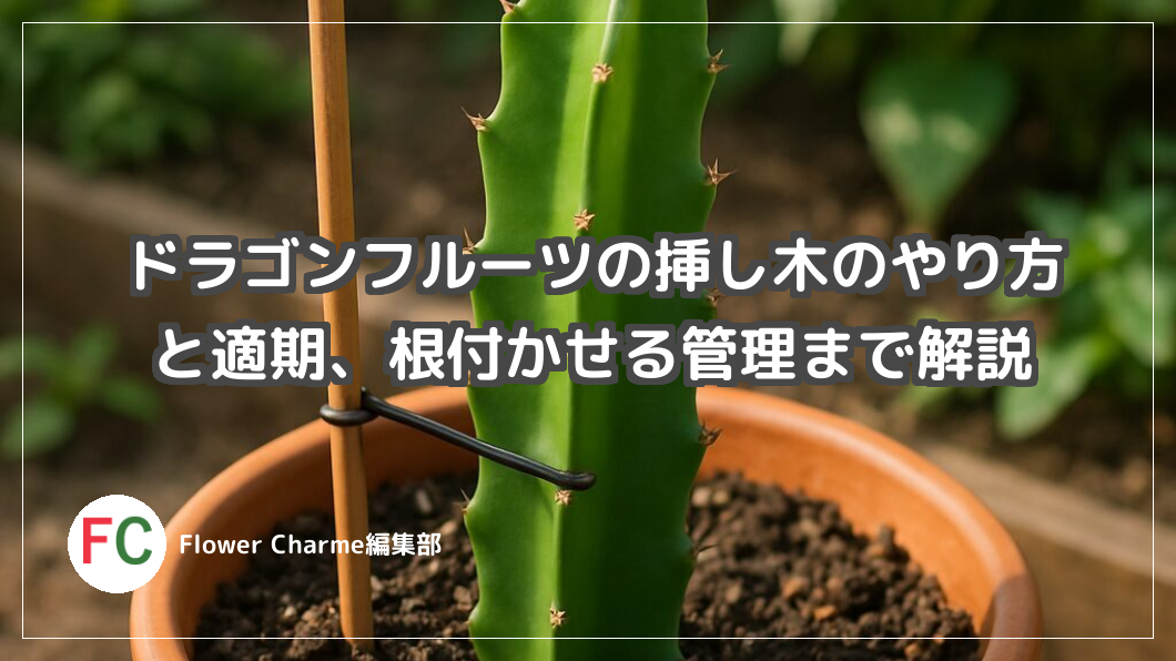 ドラゴンフルーツの挿し木の方法｜適期や根付かせるコツも解説