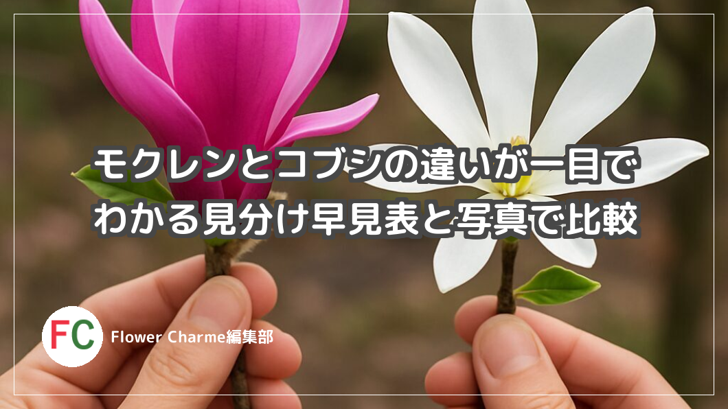 モクレンとコブシの違いは？一目でわかる早見表と写真で比較
