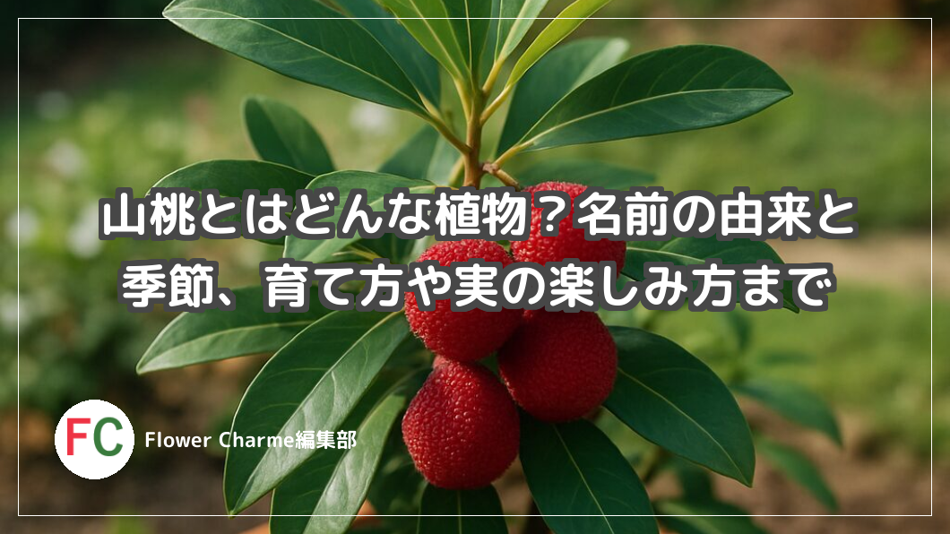 山桃とはどんな植物？名前の由来と季節・育て方や実の楽しみ方も紹介