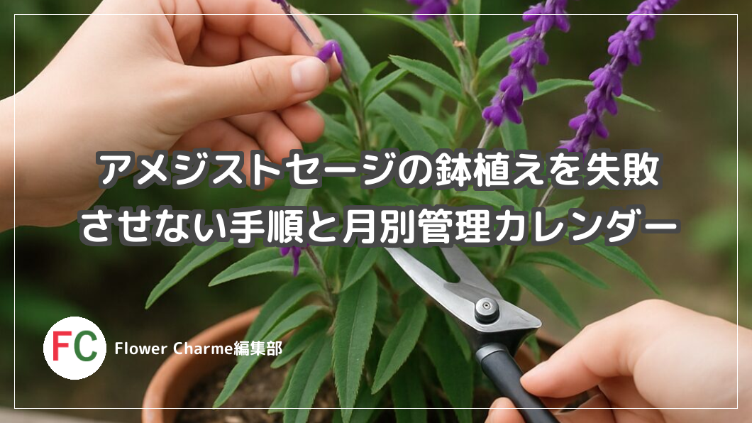 アメジストセージの鉢植えを失敗させない手順と月別管理カレンダー